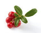Cranberries Cranberries