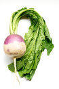 Turnip Turnip