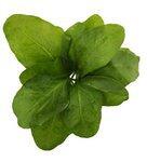 Spinach Spinach