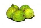 Fig